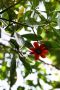 Amazonas06 - 285 * A flowering vine in the tree canopy.